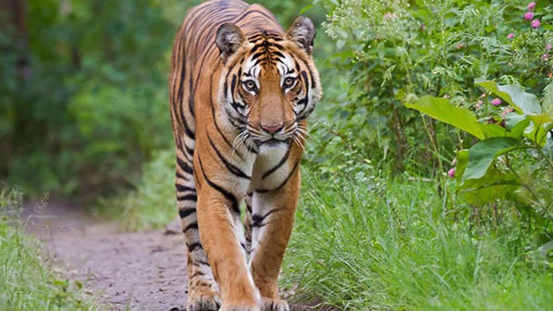 Similipal